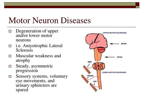 PPT - Neuromuscular Disorders: disorders of neuromuscular junction ...