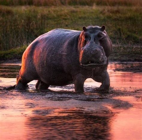 Botswana | Hipopótamo, Animales asombrosos, Animales