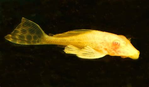 Gold Marble Yellow Pleco - Live Fish Direct