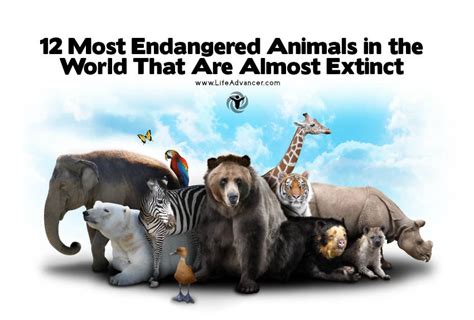 12 Most Endangered Animals in the World That Are Almost Extinct