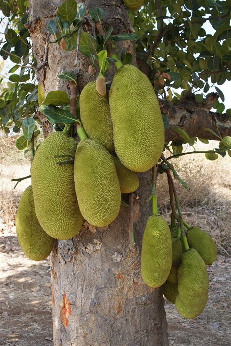 Jackfruit, Artocarpus heterophyllus