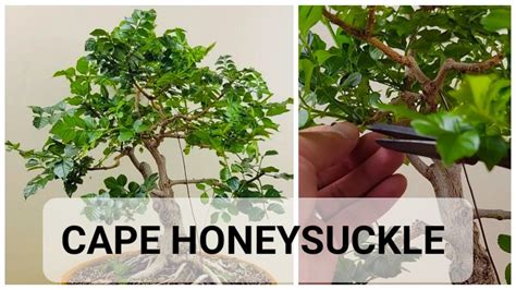 Pruning Cape Honeysuckle Bonsai (Tecoma capensis) #bonsai #plants ...