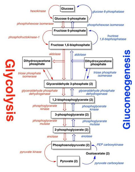 Glycolysis & Gluconeogenesis [ Pyruvate Carboxylase & Fructoss 1,6 ...