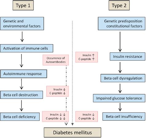 Pathological events leading to type 1 and type 2 diabetes mellitus. The... | Download Scientific ...