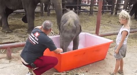 Watch an Adorable Baby Elephant Have the Bath of His Life | TIME