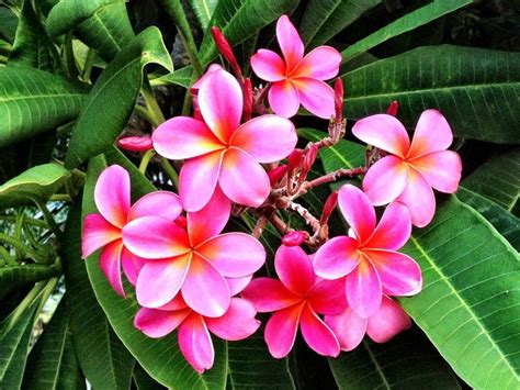 Pink Plumeria - Hawaii Pictures