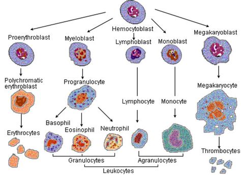 Difference Between Leukocytes and Lymphocytes | Characteristics, Structure, Function