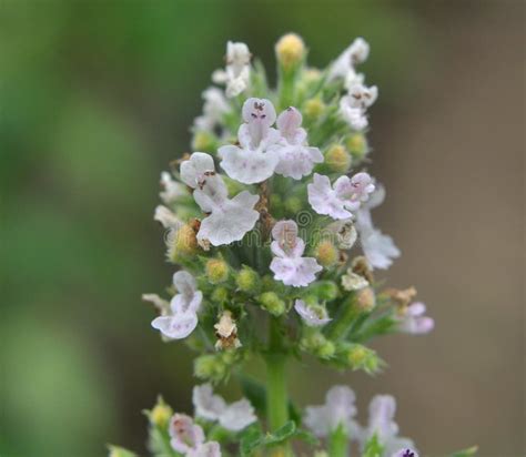 Flowering Melissa Melissa Officinalis Flowers Stock Image - Image of blossom, blooming: 256059521