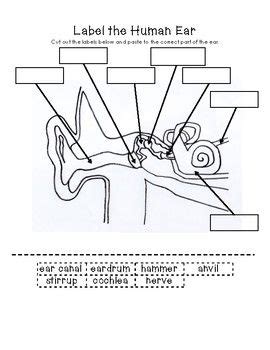 Label the Human Ear | Clase de biología, Dibujo del sistema nervioso, Materiales didacticos