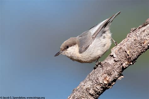 Pygmy Nuthatch 10