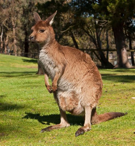 Island Kangaroo Habitat, Diet & Reproduction