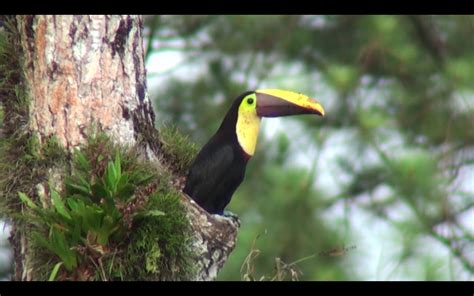 Watch Toucan Videos | Toucan Nest Preparation