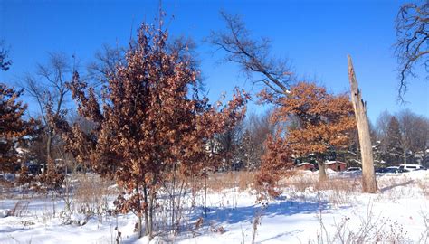 Did You Know? Some Trees Hold Their Dead Leaves Through Winter - Forest Preserves of Cook County