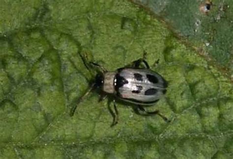 Bean Leaf Beetle | Pioneer Canada