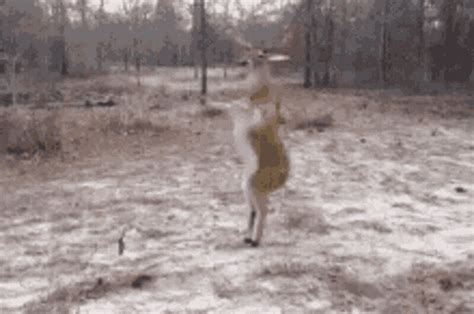 Dance Deer GIF - Dance Deer - Discover & Share GIFs