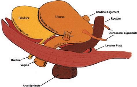 Cardinal Ligament