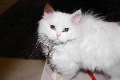 Pets Pakistan - Persian kitten white