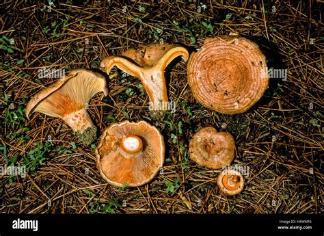 mushrooms Lactarius deliciosus Stock Photo - Alamy