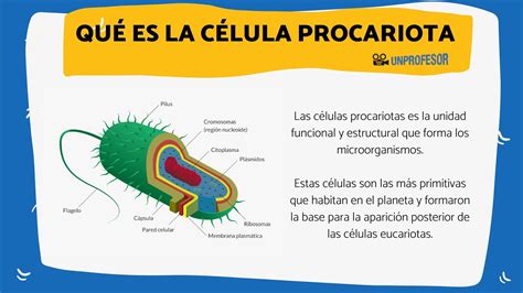 Qué es una célula PROCARIOTA - resumen con VÍDEOS fáciles