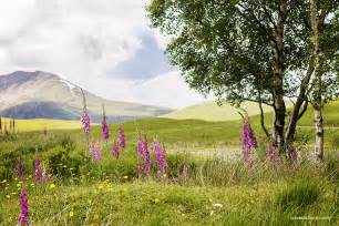 Scottish wild flowers along the A82 - Leavesnbloom Gardening & Photography