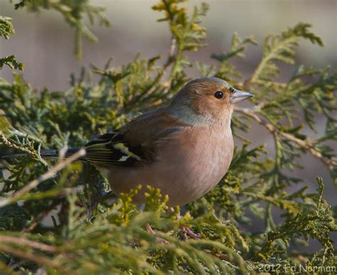 Common Chaffinch | Ed Norman | Flickr