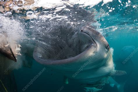 Feeding Whale Shark - Stock Image - C031/9214 - Science Photo Library