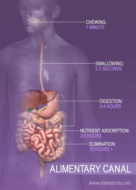 Propulsion and Peristalsis | Digestive Anatomy