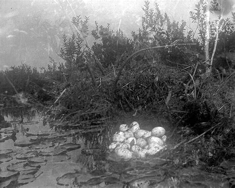 Nest of American Alligator eggs | Nest of American Alligator… | Flickr