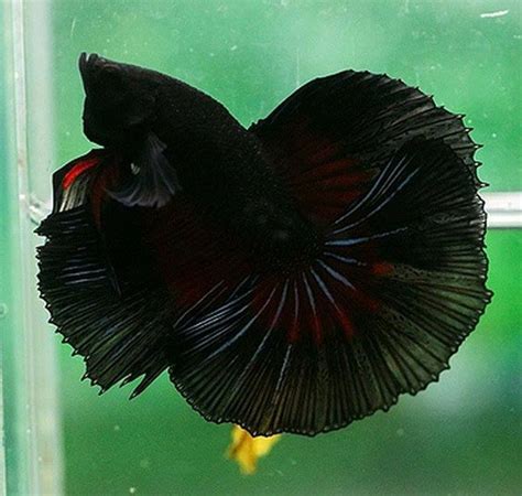 black hm betta fish | Betta, Betta fish, Pet fish