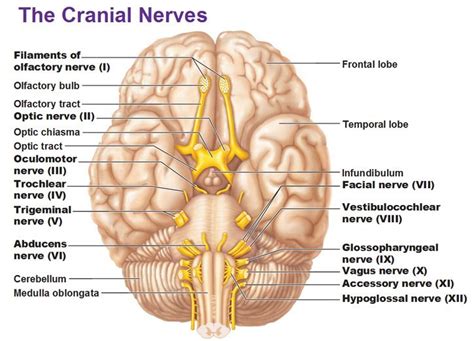 cranial nerves facial optic oculomotor trochlear trigeminal abducens ...