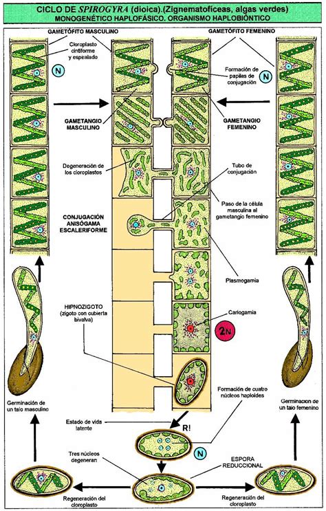 Spirogyra sp. (Zignematoficeas).JPG (945×1483) | Ciclos de vida ...