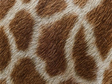 HD wallpaper giraffe wool fur hide spots close up textures