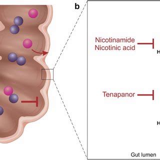 Mechanisms of action of phosphate-lowering pharmacological agents. (a)... | Download Scientific ...