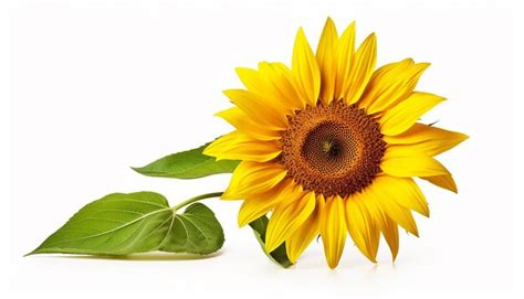 Premium AI Image | Sunflower Side View