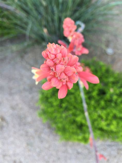 Free Images : blossom, leaf, flower, petal, botany, pink, flora, wildflower, shrub, macro ...