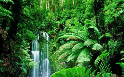 Download Amazon Rainforest Rainfall Wallpaper - GetWalls.io