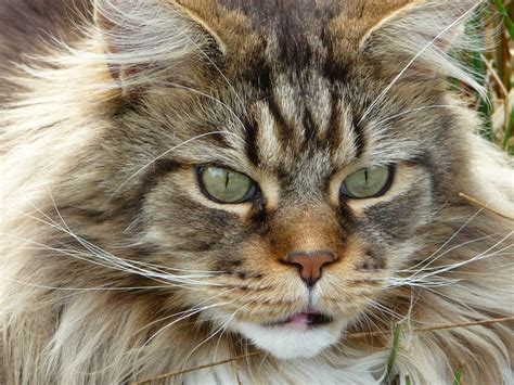 32 HQ Images Maine Coon Cat Breed Personality - 5 Of The Most Popular ...