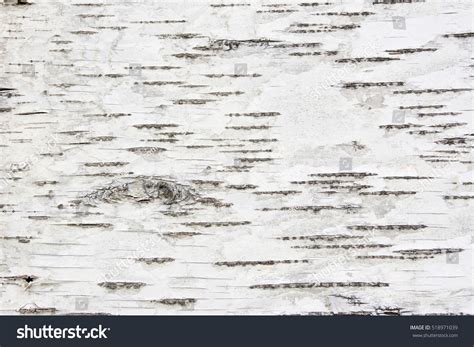 106,508 Closeup birch Images, Stock Photos & Vectors | Shutterstock