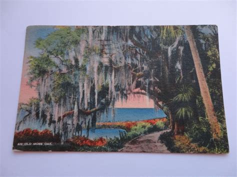 # 1 Old Florida Postcard | Postcard, Vintage florida, Old florida