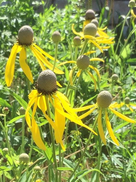 Life On The Tallgrass Prairie: A Tallgrass Prairie Wildflower Garden