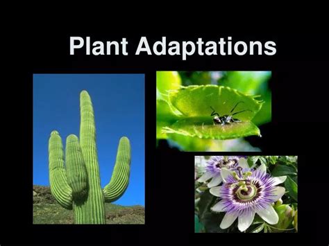 PPT - Plant Adaptations PowerPoint Presentation, free download - ID:6899917