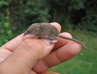 Pygmy Shrew! can you imagine being snuffled by that teenytiny snoot?!? | Cute animals, Cute ...