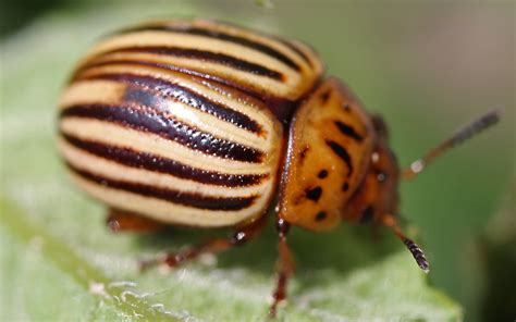 Entomology | Virginia Agricultural Research and Extension Centers ...