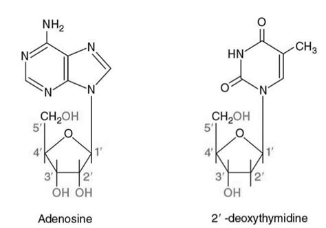 What is the difference between a nucleotide and nucleoside Give two ...