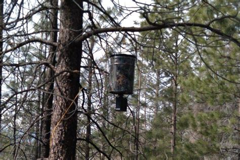 Best Hanging Deer Feeders - Wild Trend