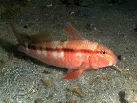 Goatfish, Howies Scuba