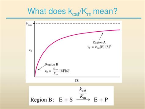 Enzyme Kinetics