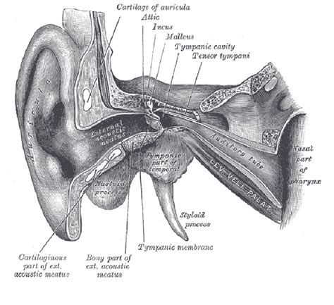 The ear, cross section (Yahoo Education "Gray's Anatomy" 2007 ...