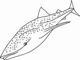 Simple Whale Shark Coloring Pages  Cool sketch template