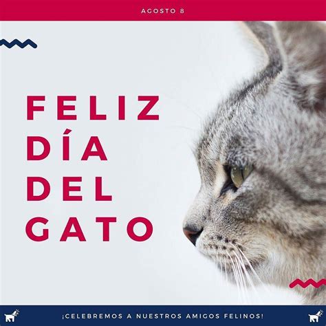 Feliz Día del Gato! #DiaDelGato | Gatos, Feliz día, Felinos